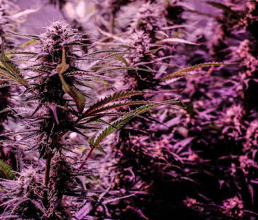 Highland: Thailand's Marijuana Awakening