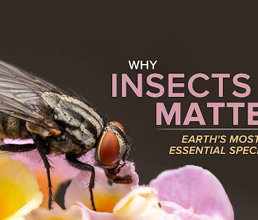 Why Insects Matter: Earth’s Most Essential Species