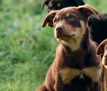 Muster Dogs