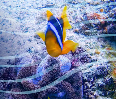 Scuba Sam's World