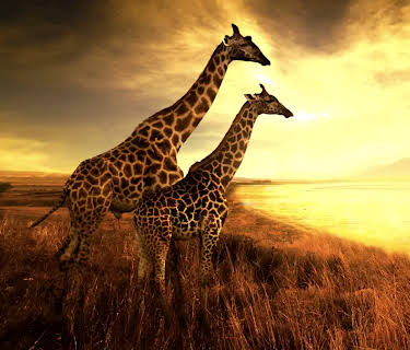 Saving Giraffes: The Long Journey Home