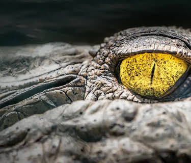 Dragons Feast (2018)