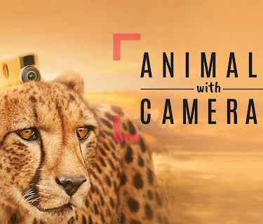 Animals With Cameras, Season 1