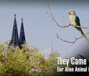 They Came to Stay - Our Alien Animal Neighbours