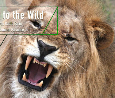 Back to the Wild - A South African Cattle Farm Becomes an Animal Paradise (2012)