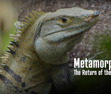 Metamorphoses - The Return of the Wilderness