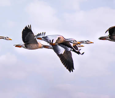 Secret Routes For Migratory Birds (2022)