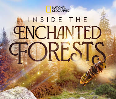 Inside the Enchanted Forests