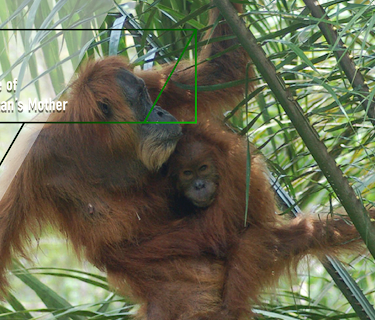 Gober - On the Fate of an Orangutan Mother (2017)