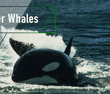 Killer Whales (2017)