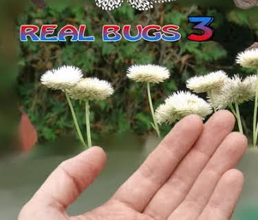 Real Bugs 3 (2022)