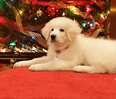 Jakten på den forsvunne julenissen (2010)