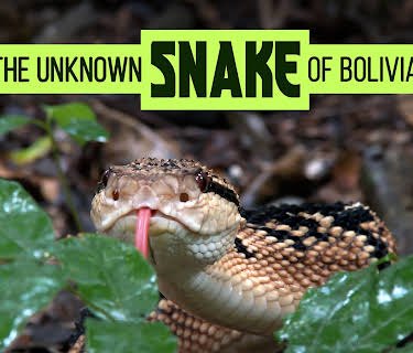 THE UNKNOWN SNAKE OF BOLIVIA (2025)