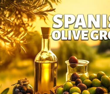 Spanish Olive Grove (2024)