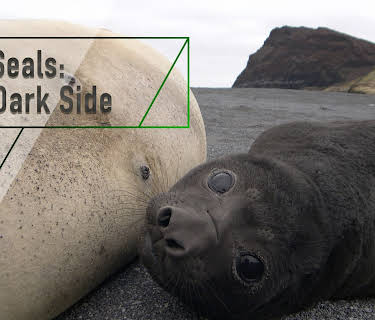Fur Seals: The Dark Side (2007)