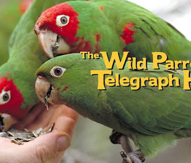 The Wild Parrots of Telegraph Hill (2005)