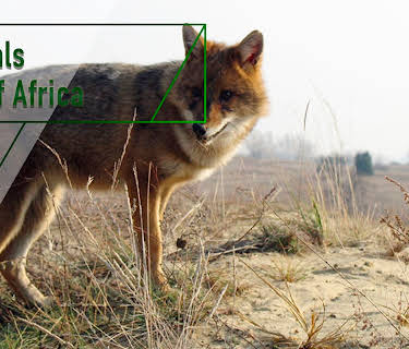 Jackals - Out of Africa (2007)