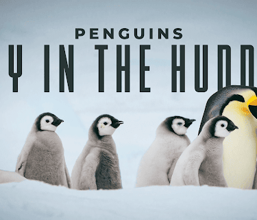 Penguins: Spy in the Huddle