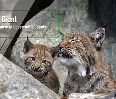 Gentle Giant - Otter's Paradise in Capercaillie County (2018)