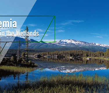 Bohemia - A Year in the Wetlands (2009)