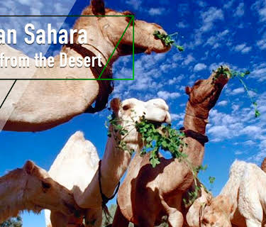 Libyan Sahara - Water from the Desert (2001)