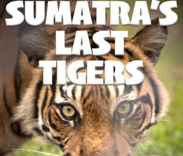 Sumatra's Last Tigers (2015)