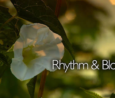 Rhythm And Blooms