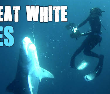 Great White Lies (2014)