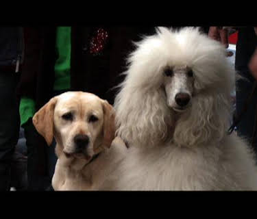 Hunden som räddade julen (2010)