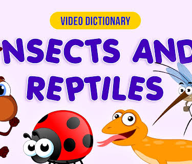 Insects & Reptiles  - Video Dictionary