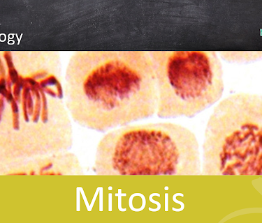 Mitosis - School Movie on Biology