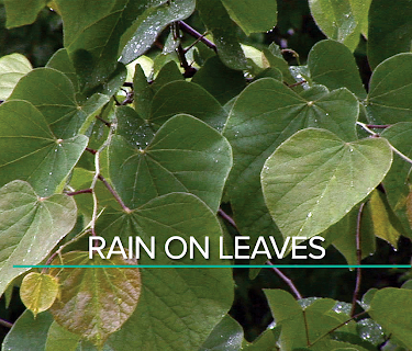 Rain On Leaves (short)