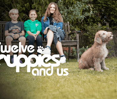 12 Puppies and Us