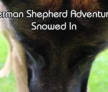 German Shepherd Adventures Snowed In (2018)