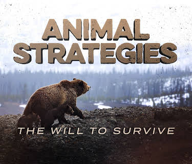 Animal Strategies
