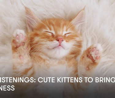 Easy Listenings: Cute Kittens to Bring Happiness (2024)