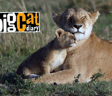 Big Cat Diary Series 1