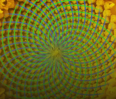 Nature's Mathematics
