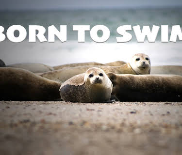 Born to Swim (2015)