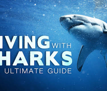 Diving with Sharks: the Ultimate Guide (2018)