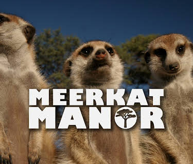 Meerkat Manor