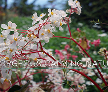 One Hour of Gorgeous, Calming Nature