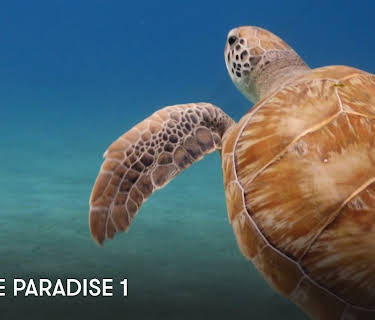 Turtle Paradise 1 (2022)