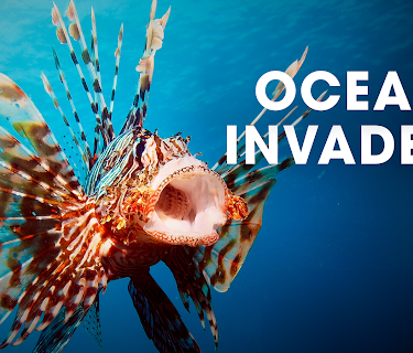 Ocean Invaders (2022)