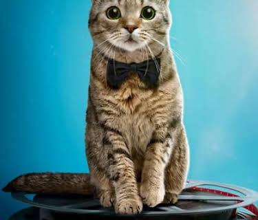 Cat Film Festival (2018)