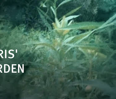 Doris' Garden (1994)