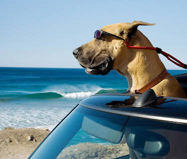 Marmaduke (2010)