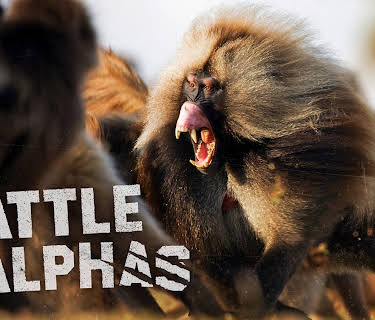 Battle of the Alphas S1