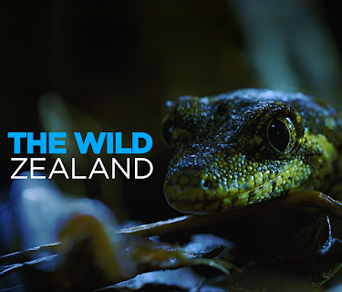 Into the Wild New Zealand