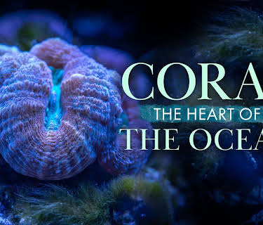 Coral Heart of the Ocean (2026)